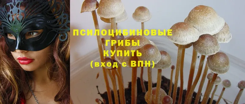 блэк спрут как войти  Полярные Зори  Галлюциногенные грибы Psilocybe  где продают наркотики 